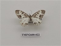 藏品(尺蛾114)的圖片